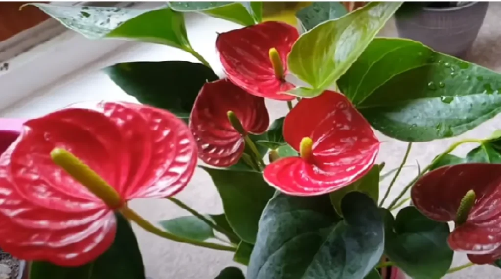 anthurium in water