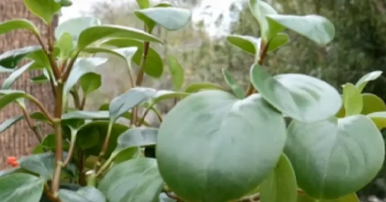 baby rubber plant