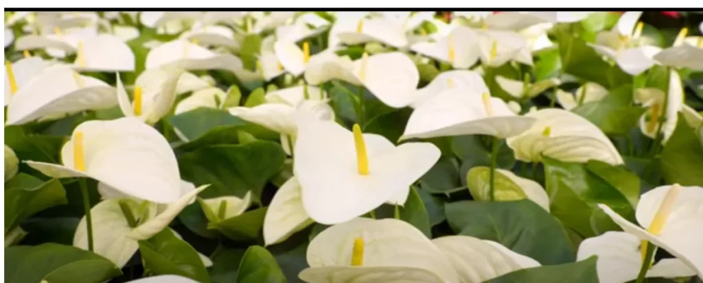 white anthrium in water