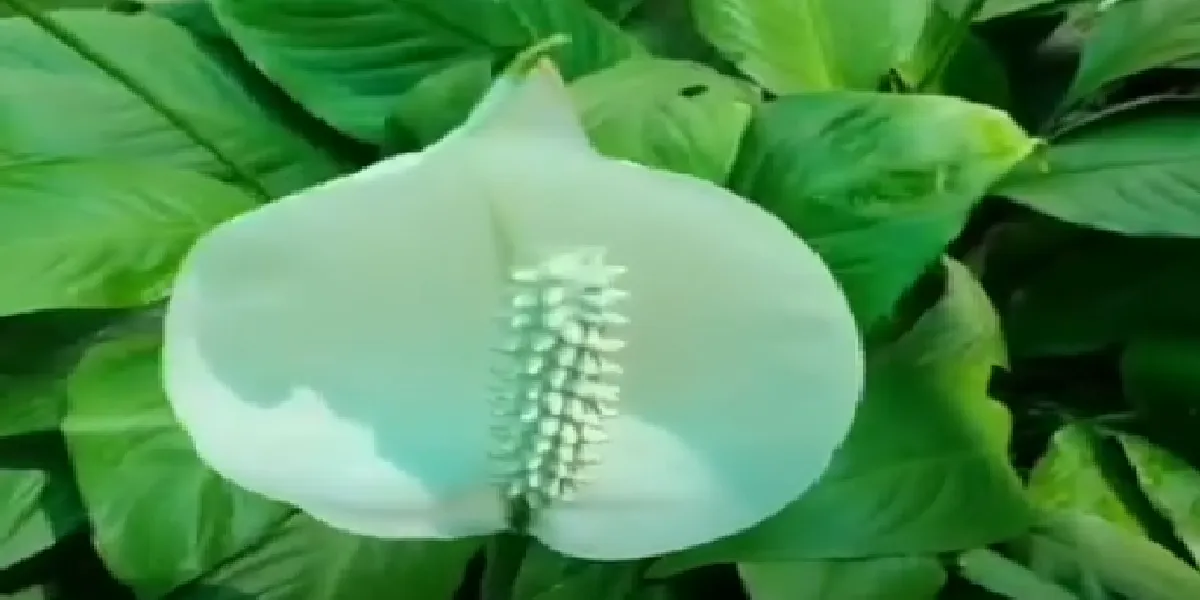 Brown Patches on Your Peace Lily