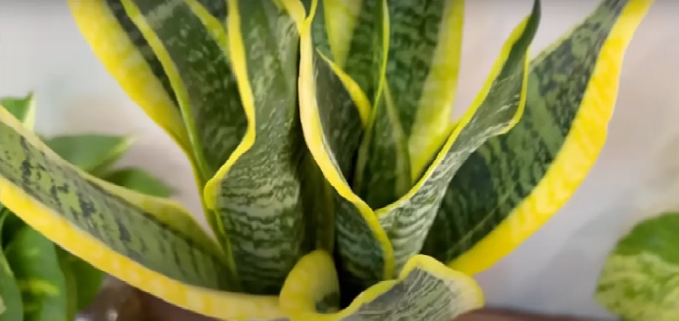 Sansevieria 'Wintergreen'