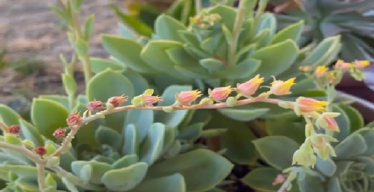 Succulent Growing a Long Flower Stem