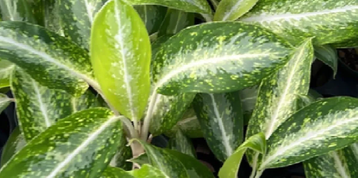 aglaonema white rain