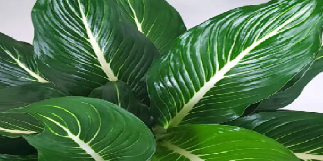 dieffenbachia sterling care