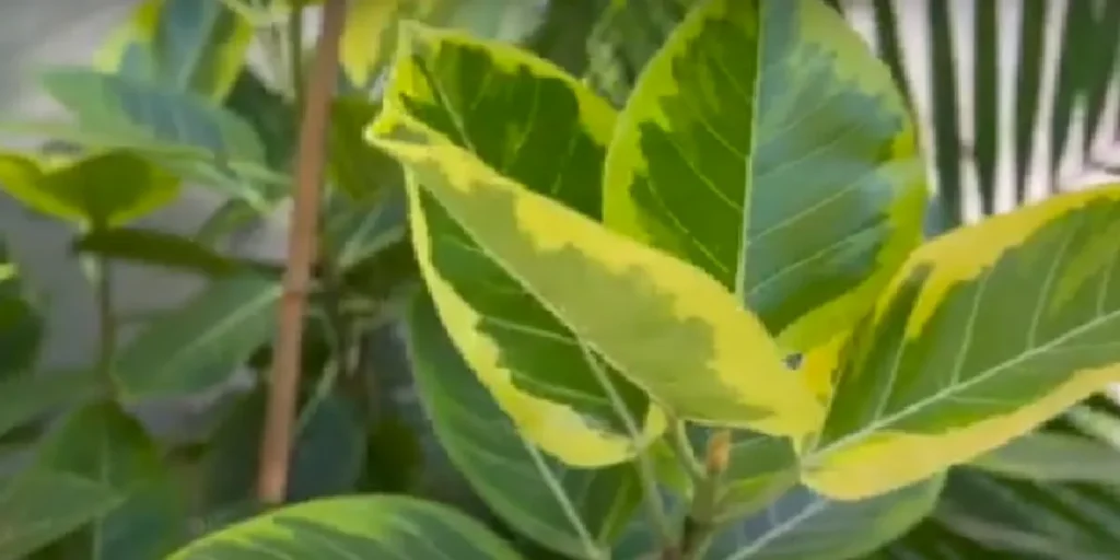 Ficus Altissima Yellow Gem