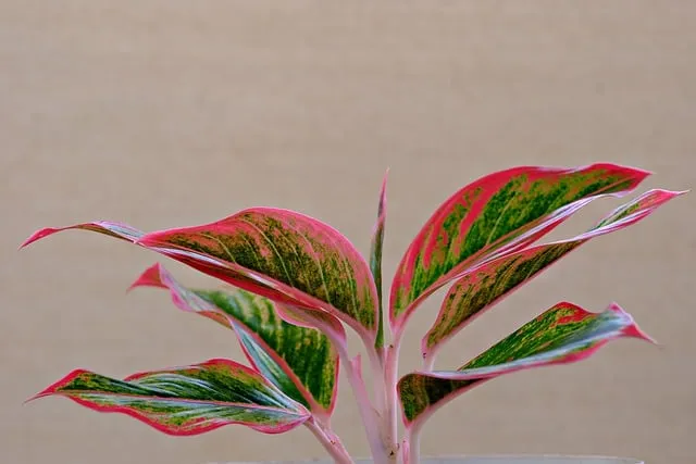 Aglaonema Red Lipstick Plant Care